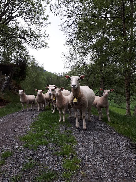 Sauer på Fossane gard Sauer på Fossane gard hører til ein gardsferie