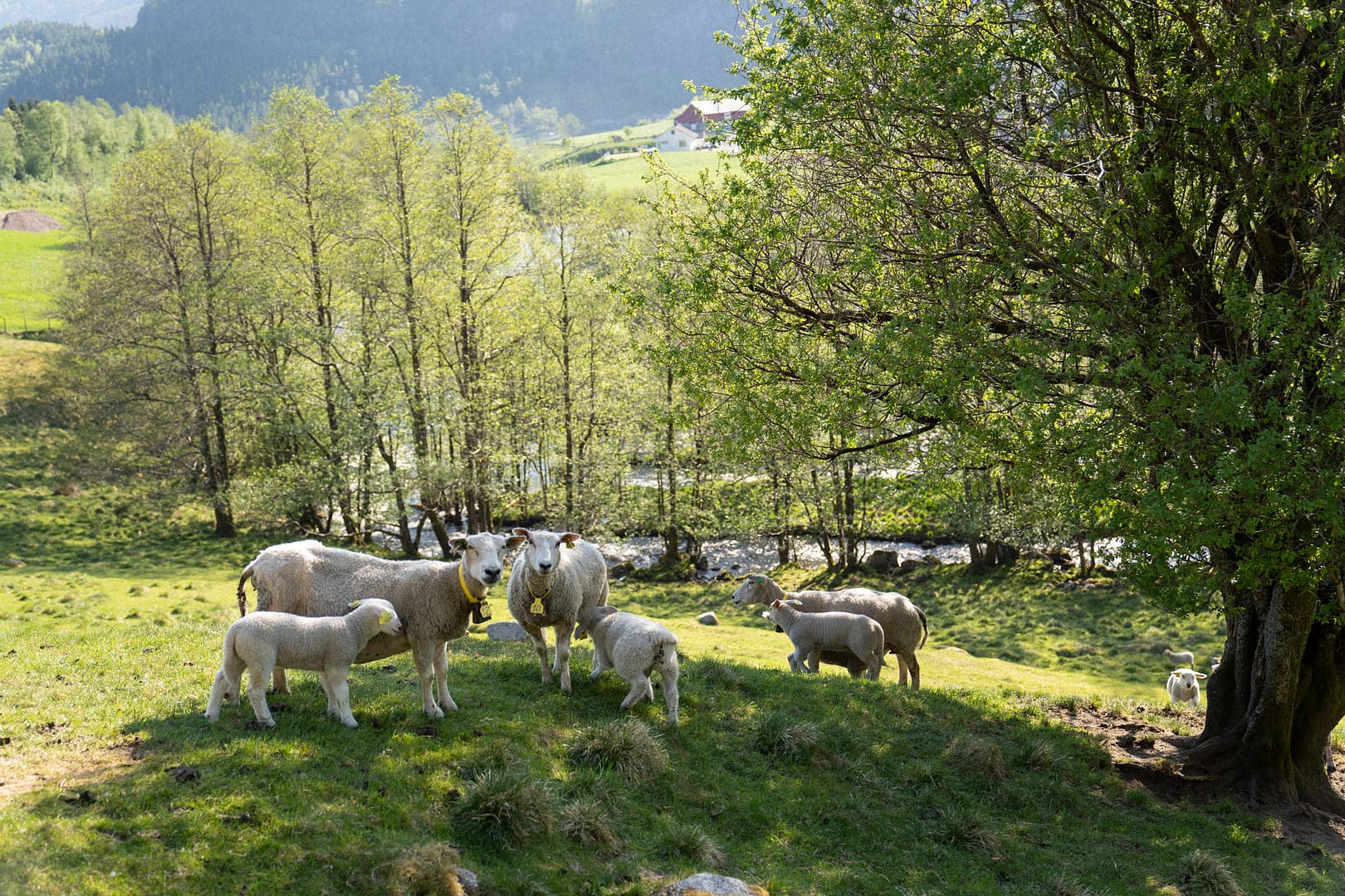 Sauer på beitet på garden