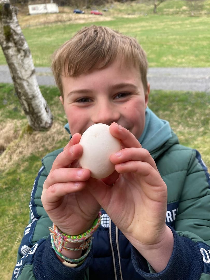høne egg