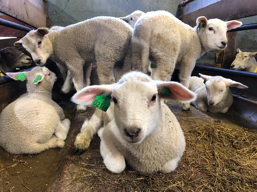 lamm, sau, Fossane gard